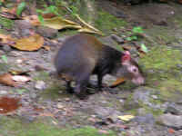 163 Agouti.jpg (61764 bytes)