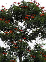 Immortelle or Flamboyant.jpg (117027 bytes)