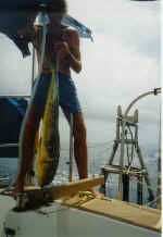 A_Dorado_this_time.jpg (49494 bytes)