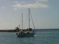 Alga_trying_to_anchor.jpg (38830 bytes)