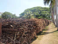 cane train.jpg (84818 bytes)