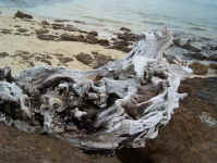 dead tree.jpg (95154 bytes)
