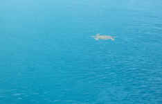 flat turtle.jpg (53584 bytes)