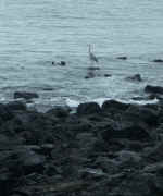 heron.jpg (78998 bytes)