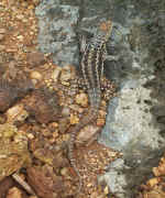lizard.jpg (119705 bytes)