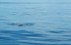 turn turtle.jpg (55877 bytes)