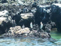 Cooling Penguins.jpg (107551 bytes)