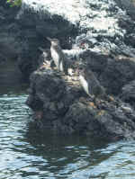 more penguins.jpg (92973 bytes)
