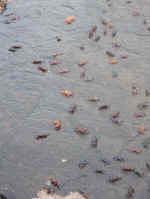 CRABBY.jpg (74271 bytes)