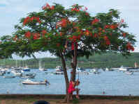 Kiddie tree.jpg (101422 bytes)