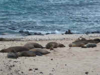 sealion beach.jpg (85695 bytes)