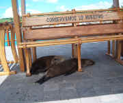 sealion bench.jpg (88594 bytes)