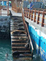 sealion steps.jpg (97093 bytes)