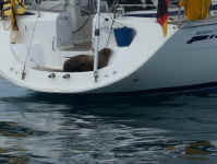 sealions aboard.jpg (72341 bytes)
