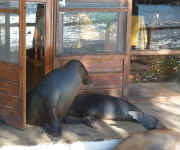 the fish isn't bad.jpg (85959 bytes)
