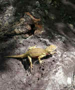 vermillion lizard.jpg (107890 bytes)