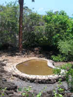 Lonesome George.jpg (110532 bytes)