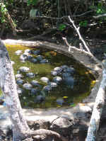baby tortoise soup.jpg (106886 bytes)
