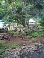 back yard pigs.jpg (111678 bytes)
