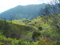 looking back down the trail.jpg (97470 bytes)