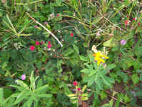 wild flowers.jpg (120153 bytes)