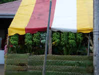 Going Bananas.jpg (82719 bytes)