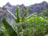 bananas and cliffs.jpg (104668 bytes)