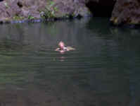 swimming.jpg (55250 bytes)