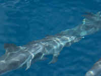 dolphin ripple.jpg (54664 bytes)