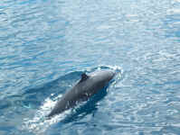 surface dolphin.jpg (87441 bytes)