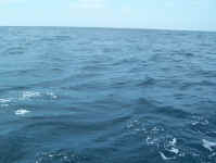 barely.jpg (66089 bytes)
