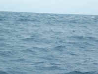 just enough to sail with.jpg (65453 bytes)