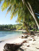 Ratones_cays_uhulu.jpg (92422 bytes)