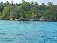 feeding frenzy.jpg (93031 bytes)