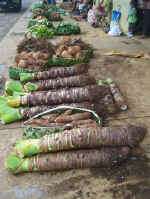 taro.jpg (104375 bytes)
